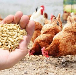 poultry-feed-1