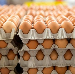 production-process-General-Brown-Eggs
